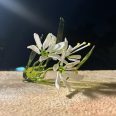 Star of Bethlehem Flower