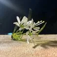 Star of Bethlehem Flower