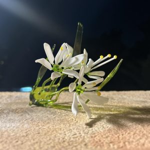 Star of Bethlehem Flower