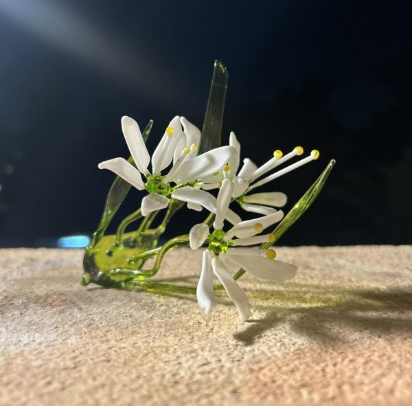 Star of Bethlehem Flower