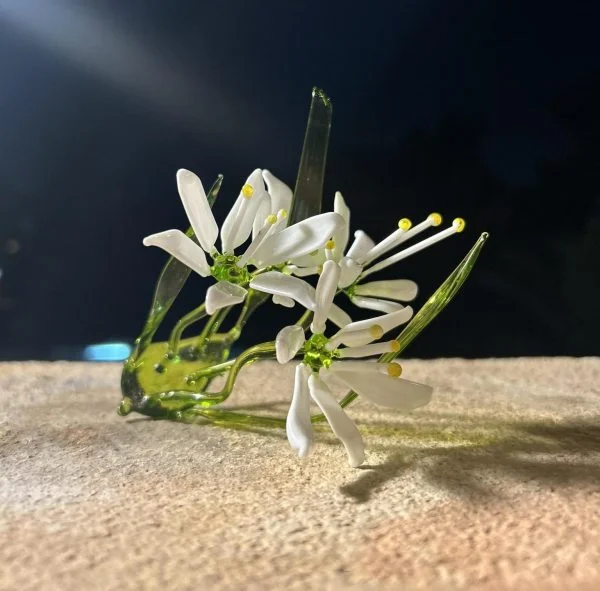 Star of Bethlehem Flower