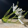 Star-of-Betlehem-Flower-naw8-2.jpg