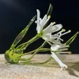 Star-of-Betlehem-Flower-naw8-2.jpg