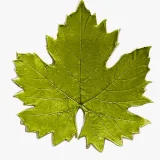 Grape Leaf Coaster