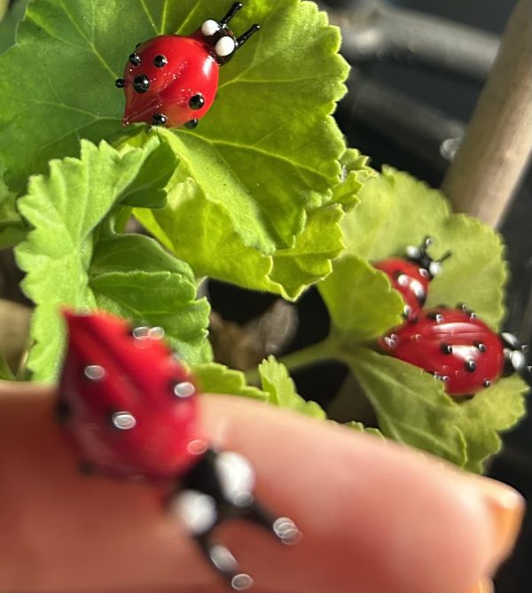 ladybug-naw39-1.jpg