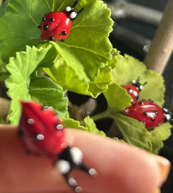 ladybug-naw39-1.jpg ladybug-naw39-1.jpg