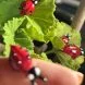 ladybug-naw39-1.jpg