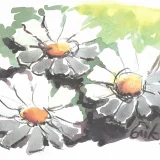 "Palestinian Chrysanthemum flower" Post Card