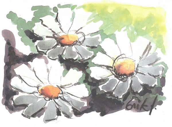 "Palestinian Chrysanthemum flower" Post Card