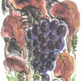 "Grape" Post Card