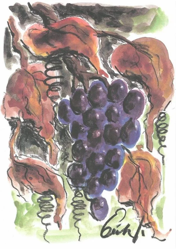 "Grape" Post Card