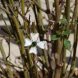 saw004-mother-of-pearl-shell-charms-3.jpeg